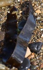 Laminaria sinclairii