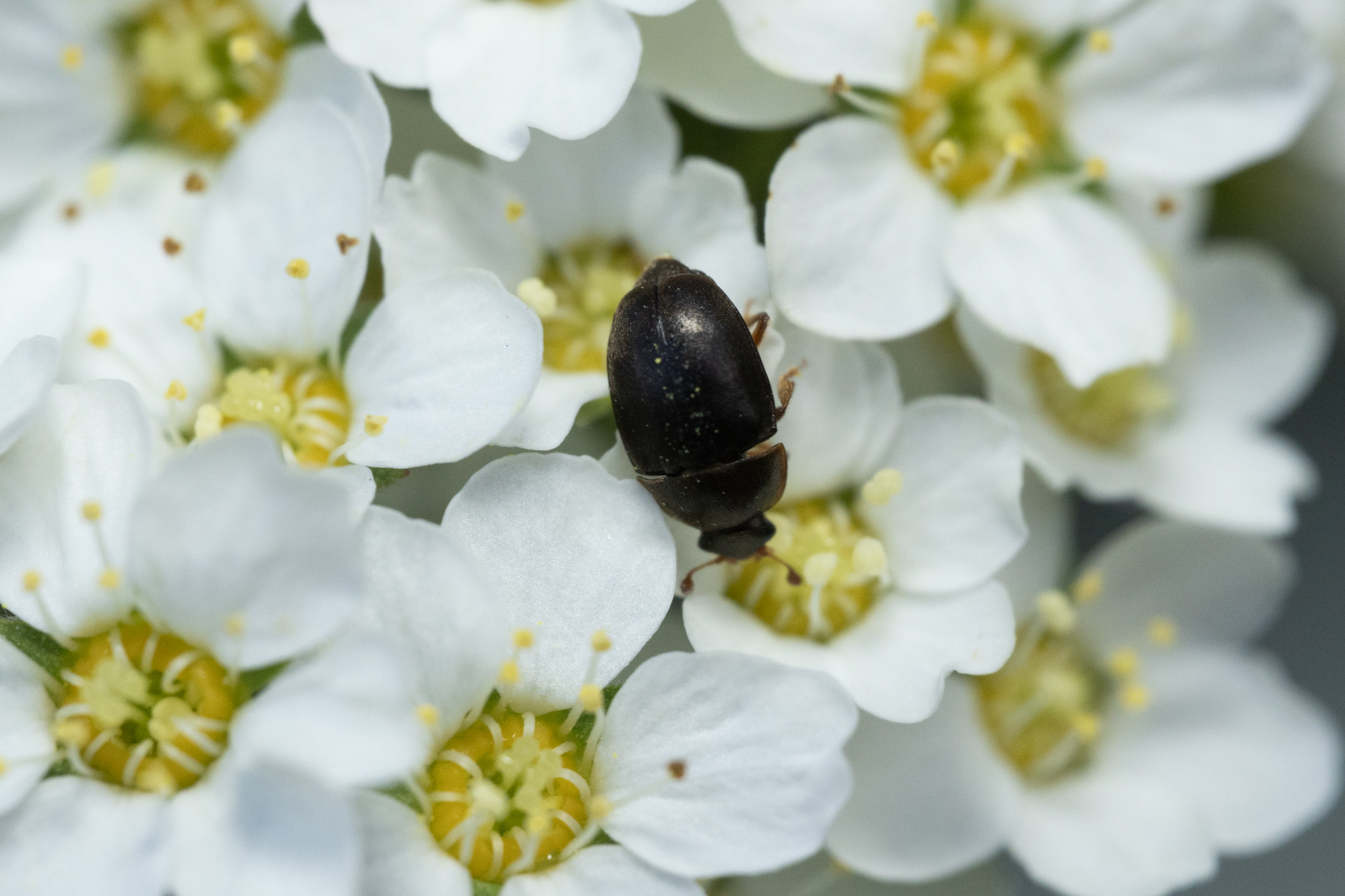 Meligethes denticulatus