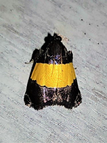 Lophopleura eurzonalis