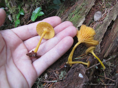 Chrysomphalina chrysophylla