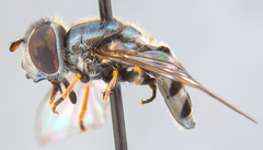 Platycheirus stegnus