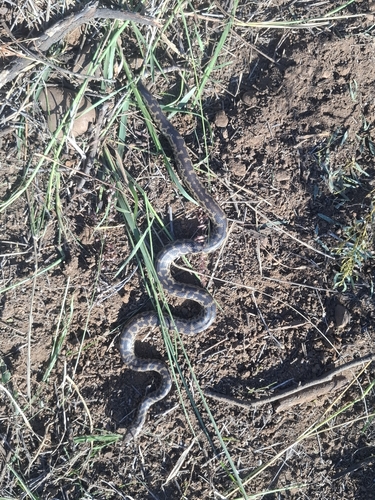 Spotted Python sighting