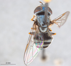 Platycheirus stegnus