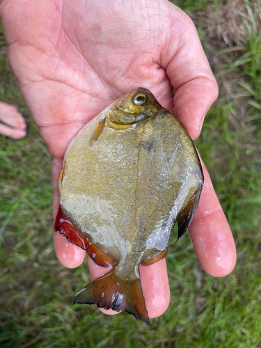 Ternetz's pacu (Myloplus ternetzi) — Serrasalmidae — 4