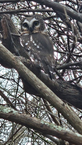 Northern Saw-whet Owl photographed in Rhode Island