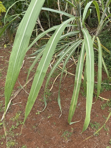 Saccharum officinarum