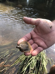 Apalone spinifera aspera