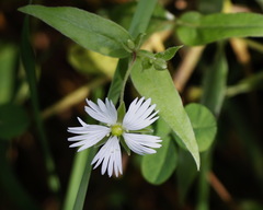 Stellaria radians