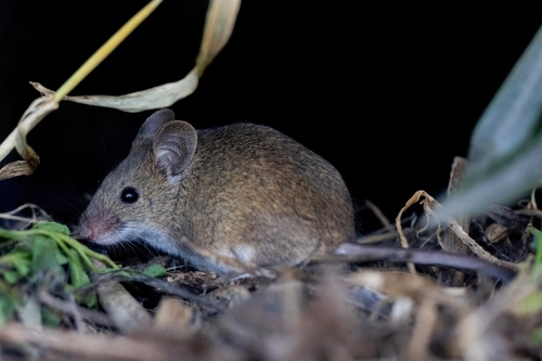 Algerian Mouse, 14100 La Carlota, Córdoba, Spain, photo 4 of 10