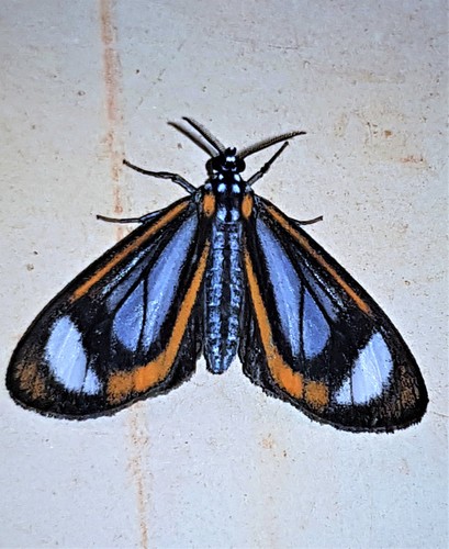 Hyalurga peritta