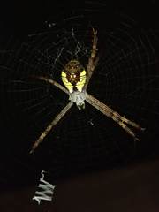 Argiope perforata
