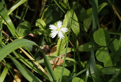 Stellaria radians