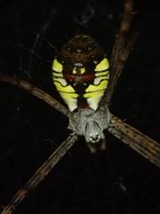 Argiope perforata