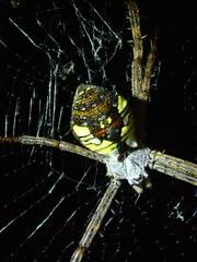 Argiope perforata
