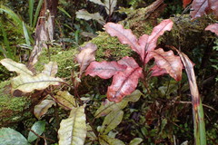 Quintinia