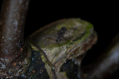 Amphineurus hudsoni