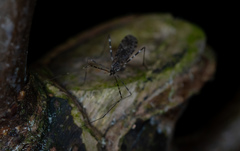 Amphineurus hudsoni