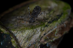 Amphineurus hudsoni