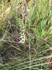 Spiranthes incurva