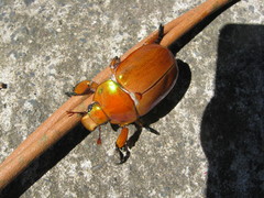 Anoplognathus viriditarsis