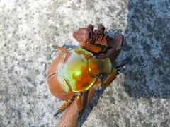 Anoplognathus viriditarsis