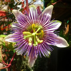 Passiflora alata × caerulea