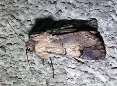 Dichagyris grotei