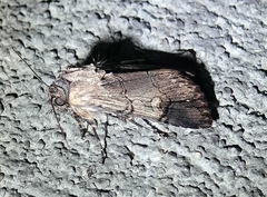 Dichagyris grotei