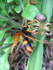 Cryptocheilus australis