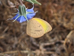 Eurema herla