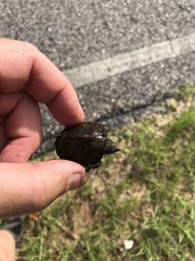 Sternotherus intermedius