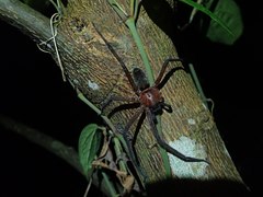 Heteropoda simplex
