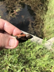 Sternotherus intermedius