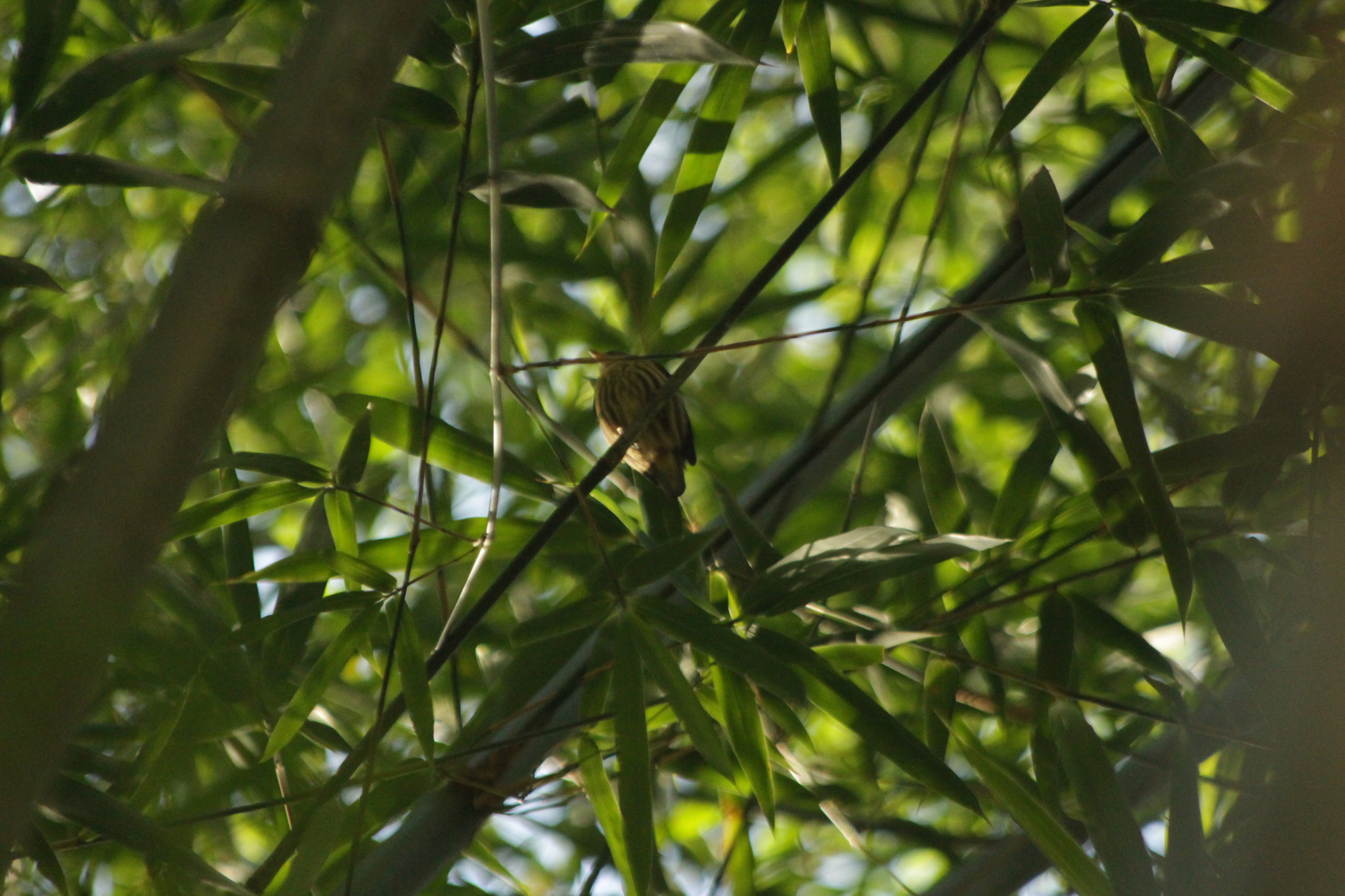 Kinglet Manakin (Machaeropterus regulus), photo 2