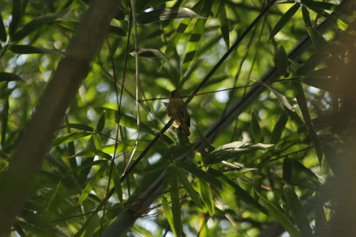 Kinglet Manakin (Machaeropterus regulus)