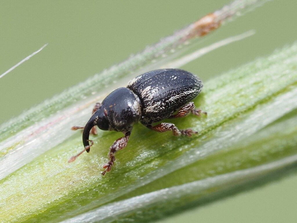 Sibinia grandicollis