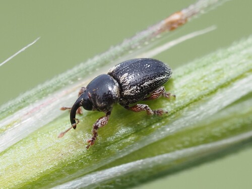 Sibinia grandicollis