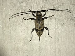 Graphisurus triangulifer