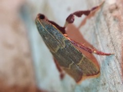 Parachma ochracealis