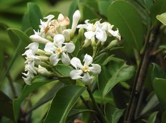 Melodinus suaveolens