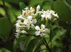 Melodinus suaveolens