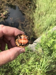 Sternotherus intermedius