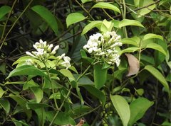 Melodinus suaveolens