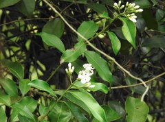 Melodinus suaveolens