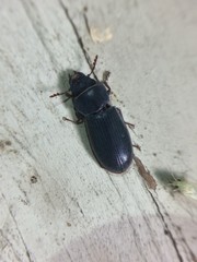 Tenebroides americanus
