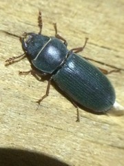 Tenebroides americanus