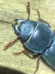 Tenebroides americanus