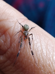 Zosis geniculata