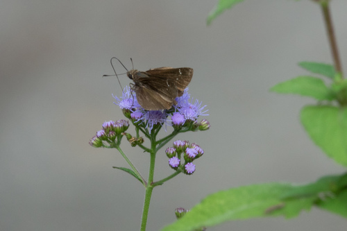 Clouded Skipper