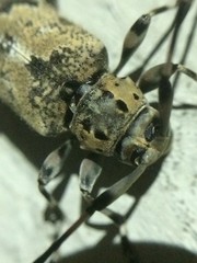 Graphisurus triangulifer